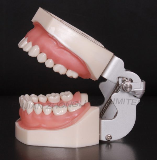 Teeth Cavity Preparation Model, Typodont Screw, Typodont Jaw, Typodont with Articulator, Typodont Teeth Jaw Model, Cavity Preparation Dental Model, Abutment Tooth Preparation Model, Articulator Dental, Abutment Dental, Cavity Preparation Tooth Model, Dental Articulator Plastic, Dental Typodonts, Typodont Teeth, Teeth