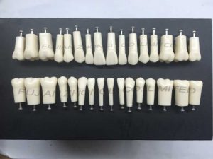 Dental Teeth for Replacing Nissin Cheap