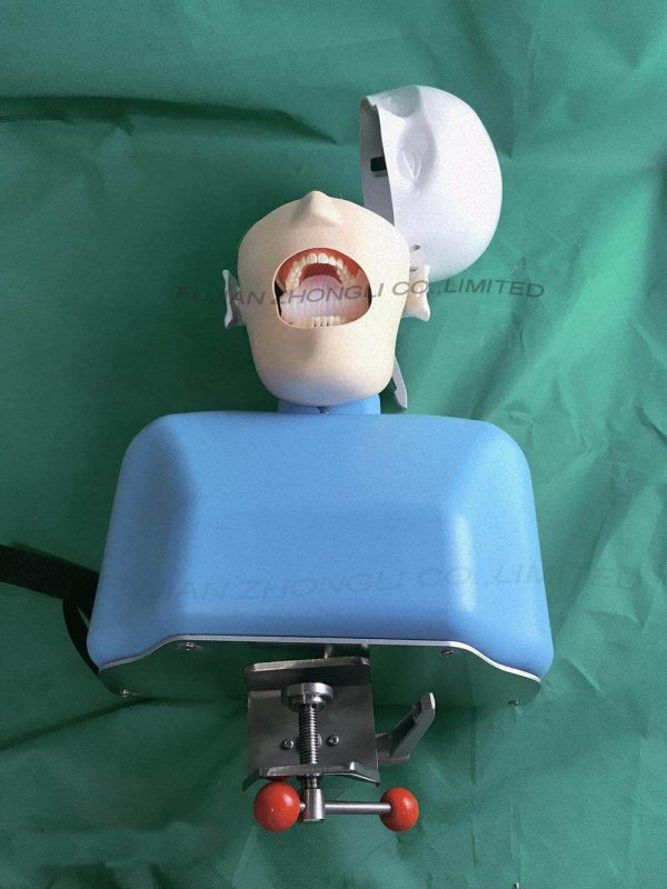Dental Manikin with Torso for Dental Chair