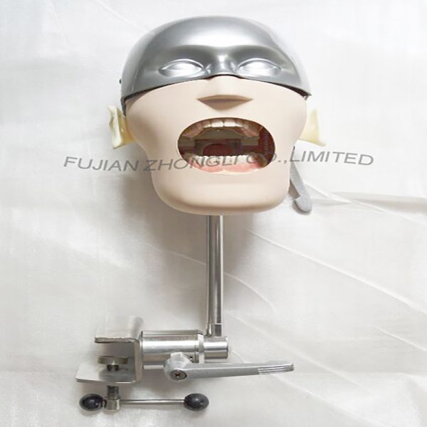 High Quality Stainless Steel Dental Phantom for University