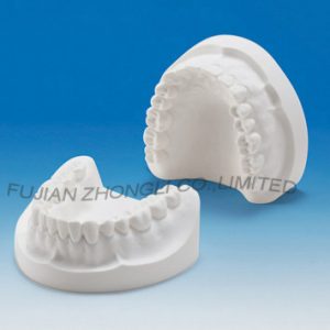 Plaster Model Mold (32 teeth or 28teeth)