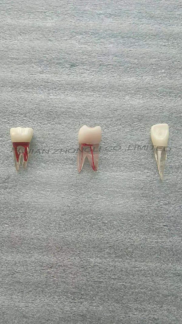 Hot Sale Endodontic Teeth with Complete Root