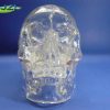 Transparent Human Skull Model with Dental Teeth Model