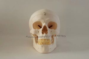 Dental Skull Model