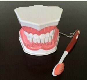 Cheap Study Dental Care Model
