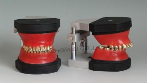High Quality Orthodontic Models Ligature Tying Training Typodont for University