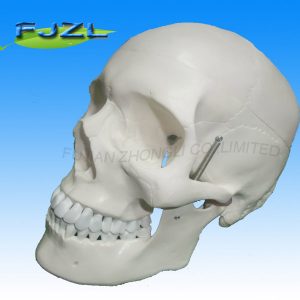 Deluxe Life-Size Skull Style