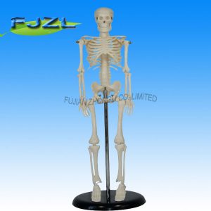 Mini Skeleton 42cm Tall