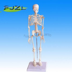 45cm Human Skeleton Model