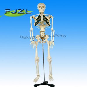 Medium Skeleton with Spinal Nerves 85cm Tall