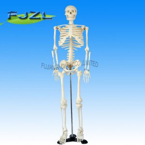 Medium Skeleton 85cm Tall