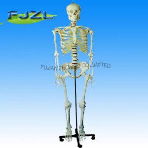 Life-Size Skeleton 170cm Tall (Skeleton Model Deluxe On Roller Stand)