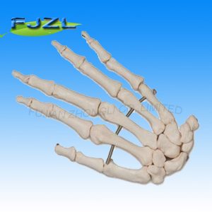 Hand Bones/skeleton