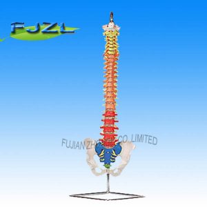 Flexible Spinal Column Colour Coded Regions