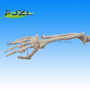 Bones of The Hand and Forearm