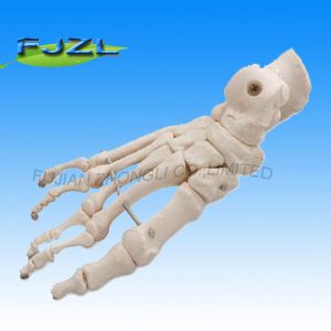 Bones of The Foot/skeleton