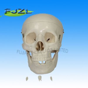 Life-Size Skull