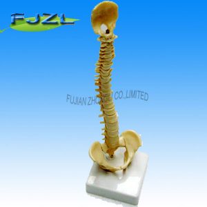 Mini Spine with Pelvic Model Skeleton