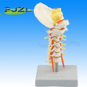 Occipital Cervical Spine Model (Cervical Vertebral Column Flexible)/zhongli