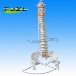 Flexible Spinal with Femur Head