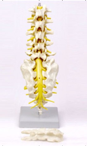 Lumbar/Sacral/and Spinal Nerve Model