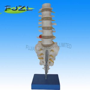 Lumbar Vertebrae Model with a Tail for School