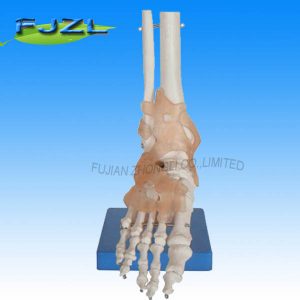 Life-Size Foot Joint with Ligaments for school for education/human skeleton model