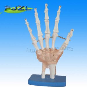 Life-Size Hand Joint with Ligaments/skeleton models for school for education