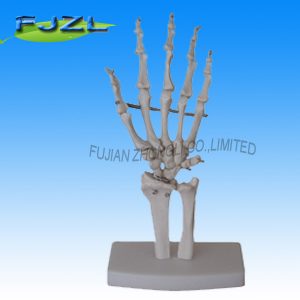 Life-Size Hand Joint/skeleton model for school