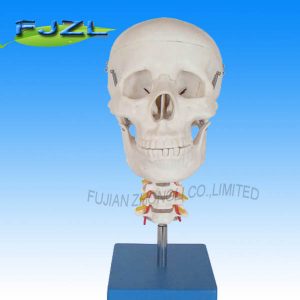 Skull with Cervical Spine /Skull and Cervical Vertebrae Model