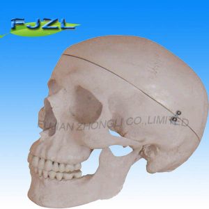 Deluxe Life-Size Skull Style B