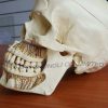 Dental Neurology Skull Model