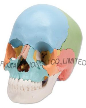 High Quality Skull Model Didactic Colored 22 Part Adult Humans Skull