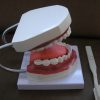 High Quality Nursing Training Teeth Burshing