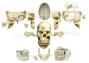 Dental Neurology Skull Model