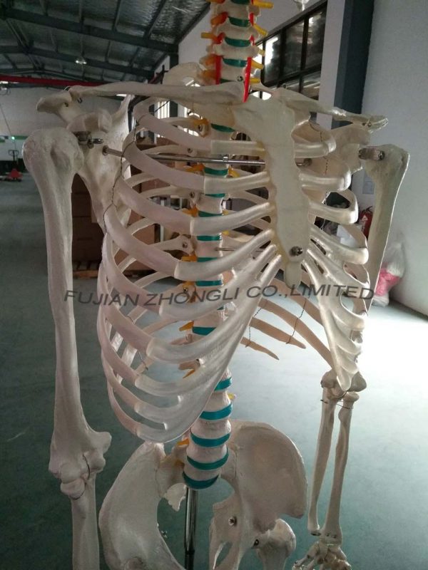 170cm Human Skeleton with blue Spine, Environmental Protection Standard