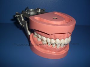Typdont Teeth Model for Abutment