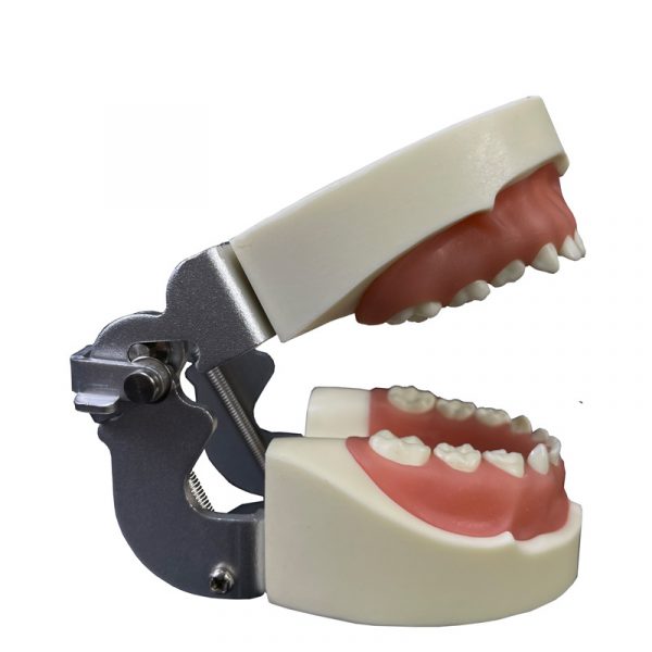 Typodont Dental Child Teeth Model
