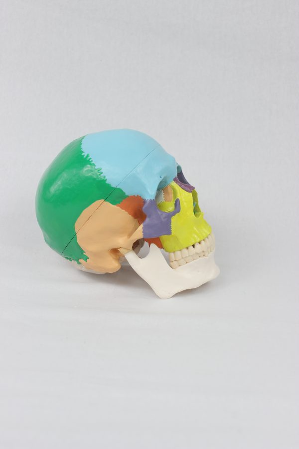 High Quality Colored Adult Skull
