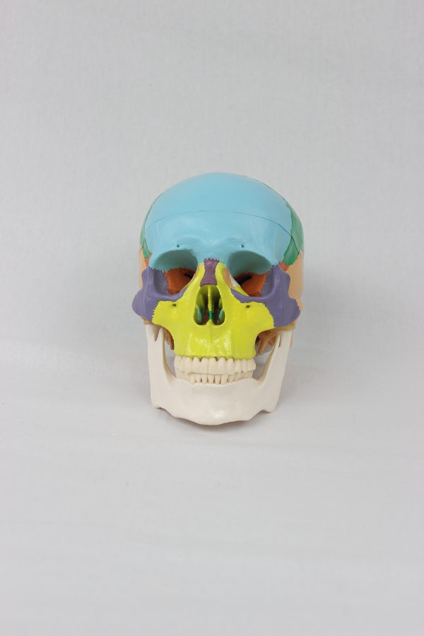 High Quality Colored Adult Skull