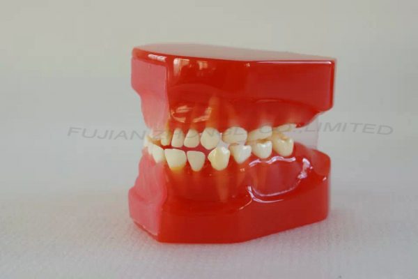 Dentural Development Model