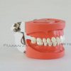 Dental Hard Gingiva Jaw Model