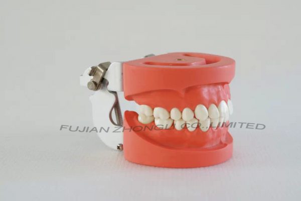 Dental Hard Gingiva Jaw Model