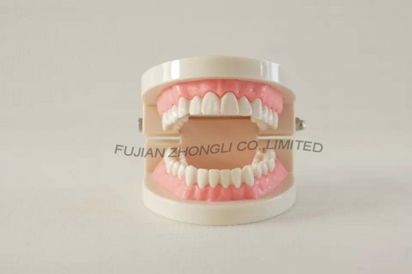 Wholesale Dental Orthodontic Demonstrator Model