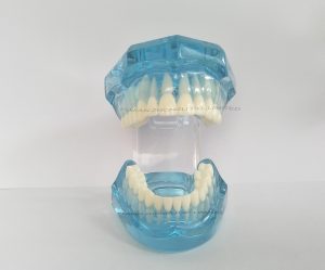 Cheap Dental Transparent Dental Model