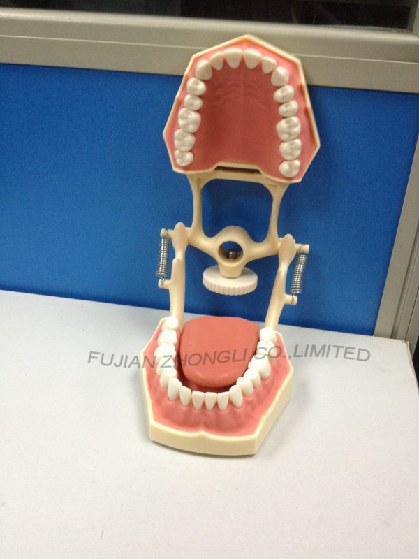 Dental Typodonts with Removable Screw Teeth