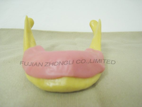 Dental Implant Model for Drilling Practice
