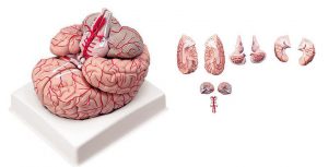 Brain with Arteries - 9 Parts