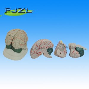 Human Brain Anatomical