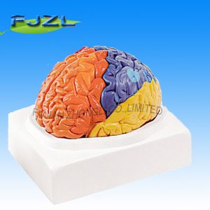 Brain with Different Functional Area for University Education